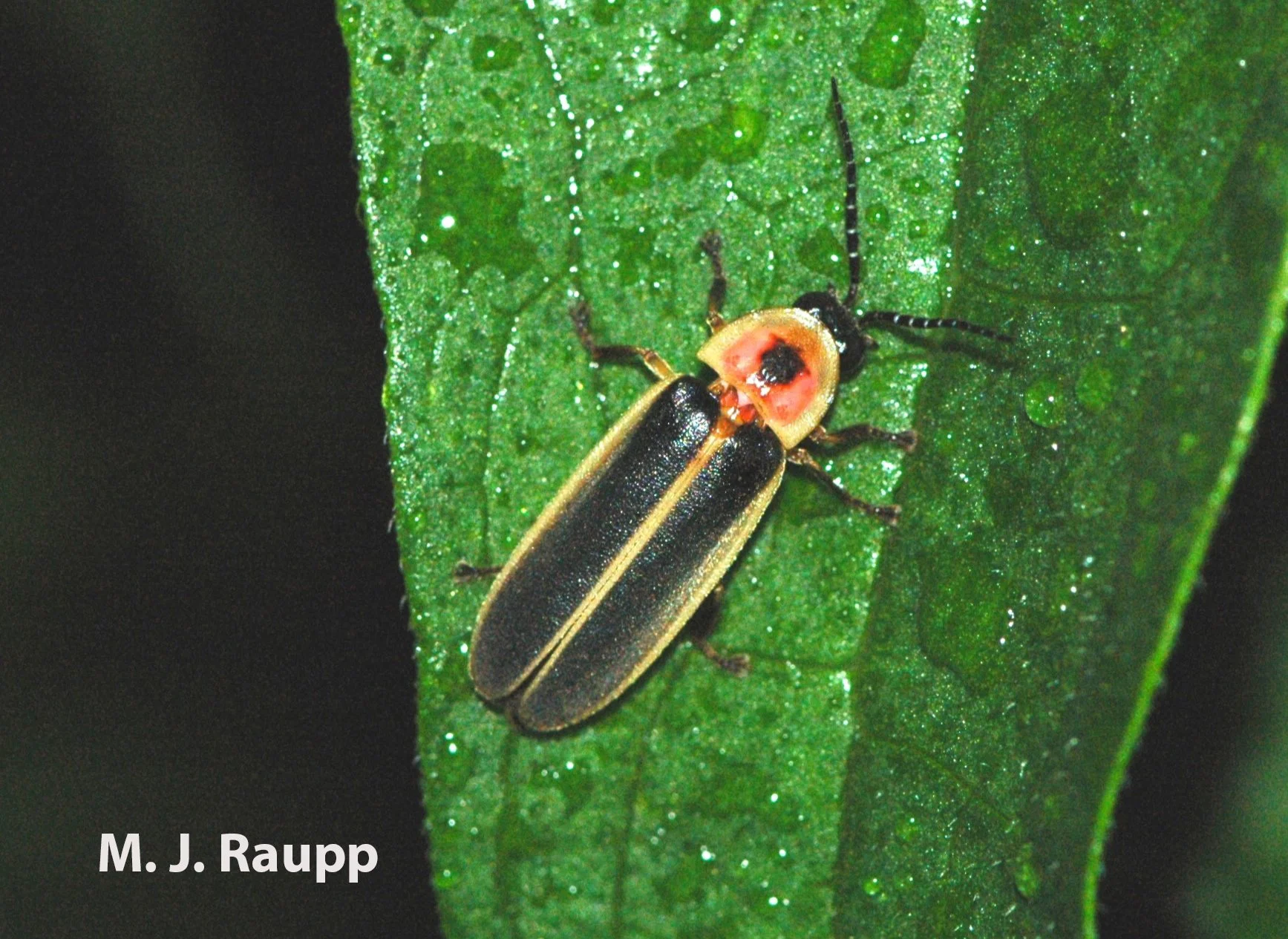 Fireflies are busy flashing for mates! Lampyridae spp. — Bug of